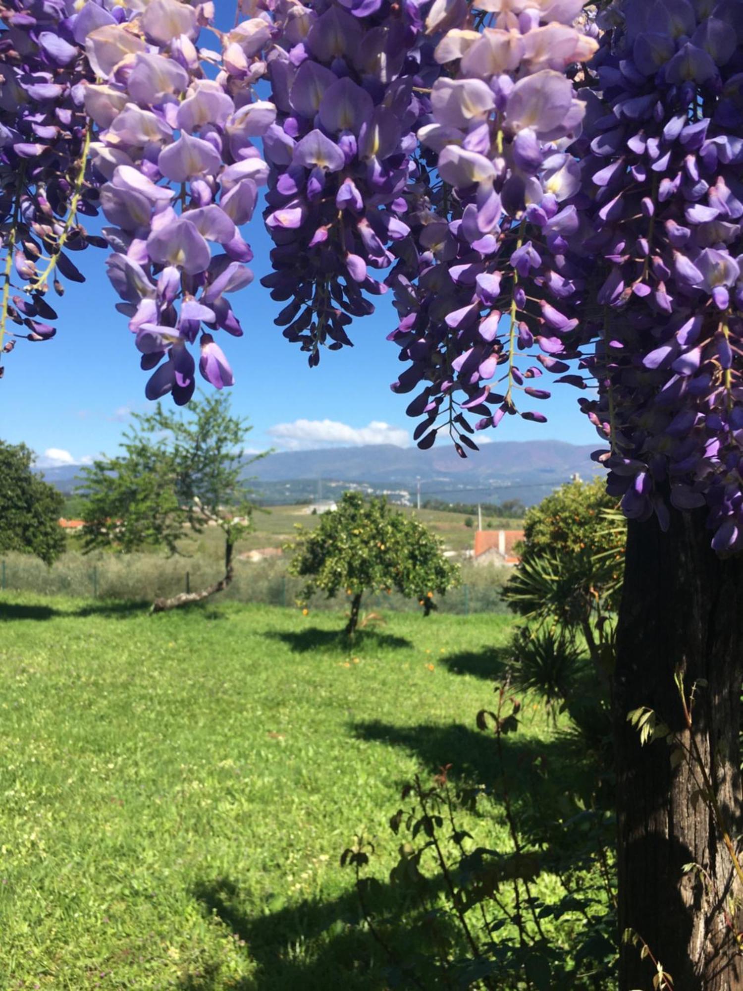 Отель Quinta De Mocamedes - Turismo De Habitacao Возела Экстерьер фото